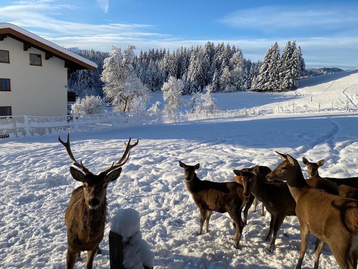Отель Berghof Haselsberger Санкт-Йоганн Экстерьер фото